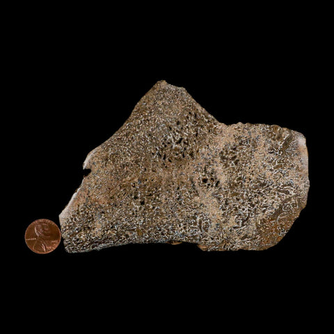 5.1" Fossil Dinosaur Gem Bone Cut Polished Slab Agatized Dinosaur Bone Morocco - Fossil Age Minerals