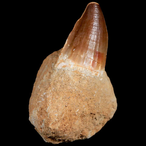 1.7" Mosasaur Prognathodon Fossil Tooth In Matrix Cretaceous Dinosaur Era COA - Fossil Age Minerals