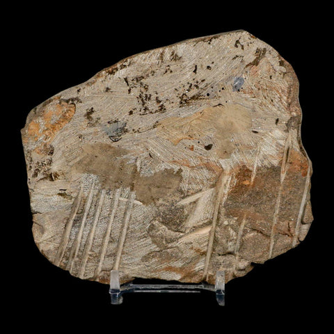 3.1" Brittle Star Ophiura Sp Starfish Fossil Ordovician Age Morocco COA & Stand - Fossil Age Minerals