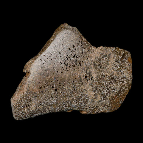 5.1" Fossil Dinosaur Gem Bone Cut Polished Slab Agatized Dinosaur Bone Morocco - Fossil Age Minerals