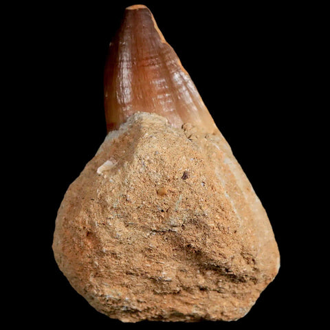 1.7" Mosasaur Prognathodon Fossil Tooth In Matrix Cretaceous Dinosaur Era COA - Fossil Age Minerals