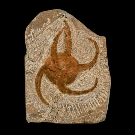 3.2" Brittle Star Ophiura Sp Starfish Fossil Ordovician Age Morocco COA & Stand