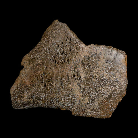 5.1" Fossil Dinosaur Gem Bone Cut Polished Slab Agatized Dinosaur Bone Morocco - Fossil Age Minerals