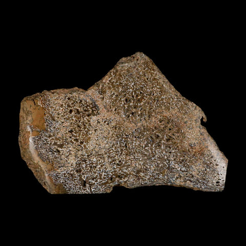 5.1" Fossil Dinosaur Gem Bone Cut Polished Slab Agatized Dinosaur Bone Morocco - Fossil Age Minerals