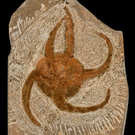 3.2" Brittle Star Ophiura Sp Starfish Fossil Ordovician Age Morocco COA & Stand
