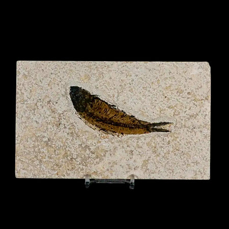 3.7" Knightia Eocaena Fossil Fish Green River FM Wyoming Eocene Age COA & Stand