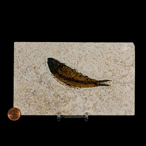 3.7" Knightia Eocaena Fossil Fish Green River FM Wyoming Eocene Age COA & Stand - Fossil Age Minerals
