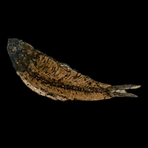 3.7" Knightia Eocaena Fossil Fish Green River FM Wyoming Eocene Age COA & Stand - Fossil Age Minerals