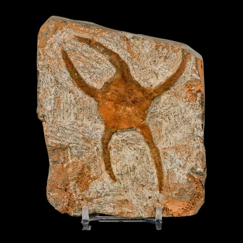 3.8" Brittle Star Ophiura Sp Starfish Fossil Ordovician Age Morocco COA & Stand - Fossil Age Minerals