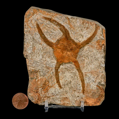 3.8" Brittle Star Ophiura Sp Starfish Fossil Ordovician Age Morocco COA & Stand - Fossil Age Minerals