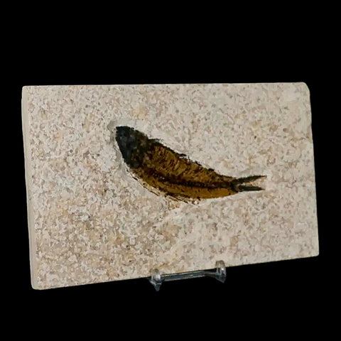 3.7" Knightia Eocaena Fossil Fish Green River FM Wyoming Eocene Age COA & Stand - Fossil Age Minerals