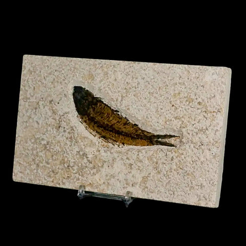 3.7" Knightia Eocaena Fossil Fish Green River FM Wyoming Eocene Age COA & Stand - Fossil Age Minerals