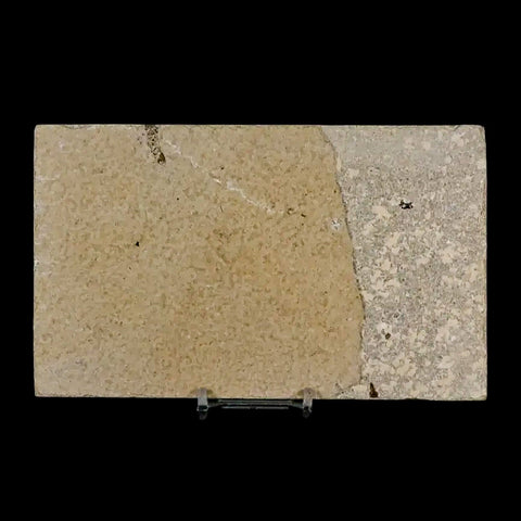 3.7" Knightia Eocaena Fossil Fish Green River FM Wyoming Eocene Age COA & Stand - Fossil Age Minerals