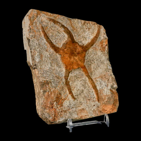 3.8" Brittle Star Ophiura Sp Starfish Fossil Ordovician Age Morocco COA & Stand - Fossil Age Minerals