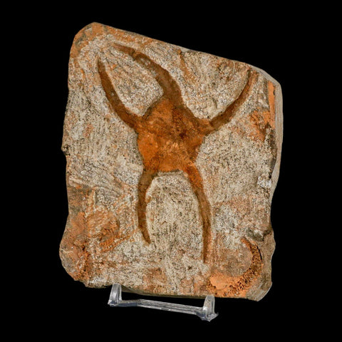 3.8" Brittle Star Ophiura Sp Starfish Fossil Ordovician Age Morocco COA & Stand - Fossil Age Minerals