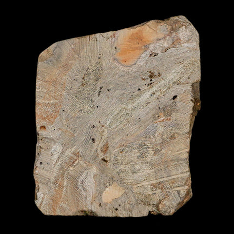 3.8" Brittle Star Ophiura Sp Starfish Fossil Ordovician Age Morocco COA & Stand - Fossil Age Minerals