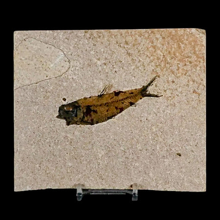 2.9" Knightia Eocaena Fossil Fish Green River FM Wyoming Eocene Age COA & Stand