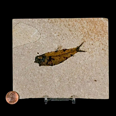 2.9" Knightia Eocaena Fossil Fish Green River FM Wyoming Eocene Age COA & Stand - Fossil Age Minerals