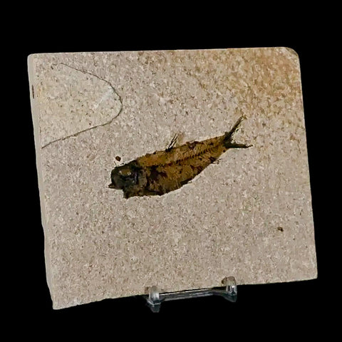 2.9" Knightia Eocaena Fossil Fish Green River FM Wyoming Eocene Age COA & Stand - Fossil Age Minerals