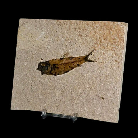 2.9" Knightia Eocaena Fossil Fish Green River FM Wyoming Eocene Age COA & Stand - Fossil Age Minerals