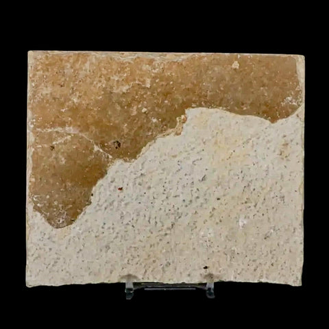 2.9" Knightia Eocaena Fossil Fish Green River FM Wyoming Eocene Age COA & Stand - Fossil Age Minerals