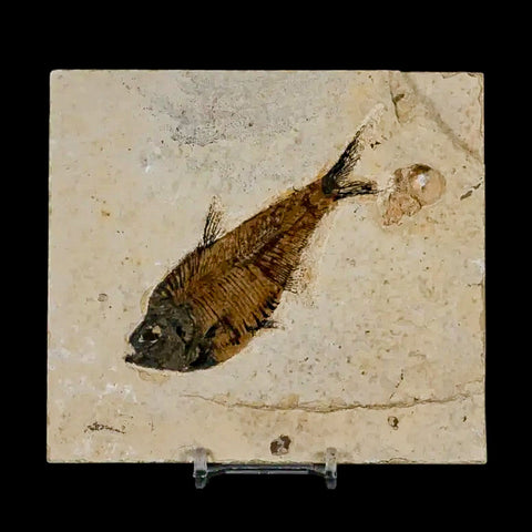 4" Diplomystus Dentatus Fossil Fish Green River FM WY Eocene Age COA, Stand - Fossil Age Minerals