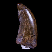 1.5" Tyrannosaur Serrated Fossil Tooth Cretaceous Dinosaur Judith River FM MT COA
