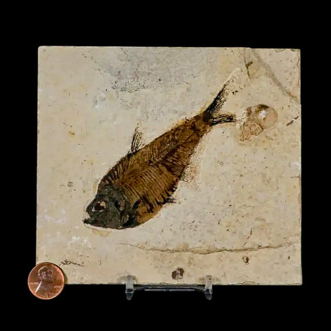 4" Diplomystus Dentatus Fossil Fish Green River FM WY Eocene Age COA, Stand - Fossil Age Minerals