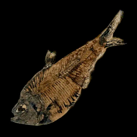4" Diplomystus Dentatus Fossil Fish Green River FM WY Eocene Age COA, Stand - Fossil Age Minerals