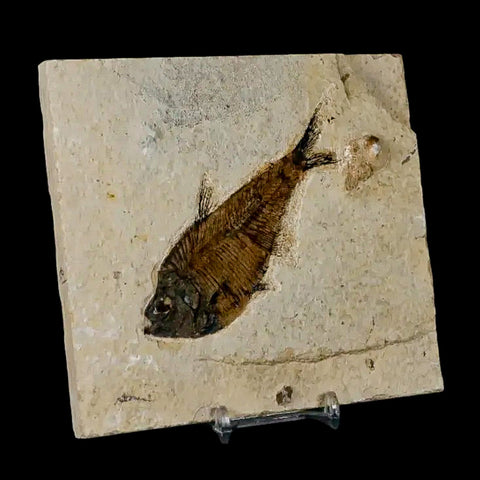 4" Diplomystus Dentatus Fossil Fish Green River FM WY Eocene Age COA, Stand - Fossil Age Minerals