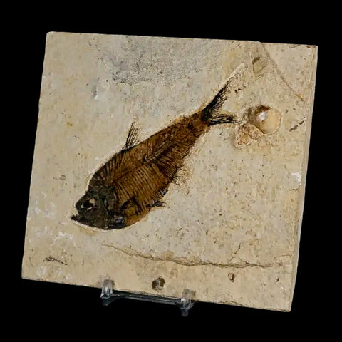 4" Diplomystus Dentatus Fossil Fish Green River FM WY Eocene Age COA, Stand - Fossil Age Minerals