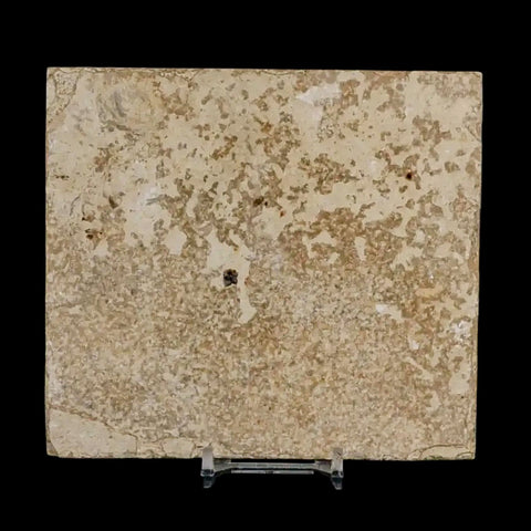 4" Diplomystus Dentatus Fossil Fish Green River FM WY Eocene Age COA, Stand - Fossil Age Minerals