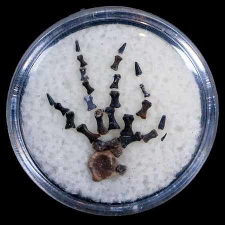 Captorhinus Aguti Foot Fossil Permian Age Reptile 299 Mil Years Old Display COA