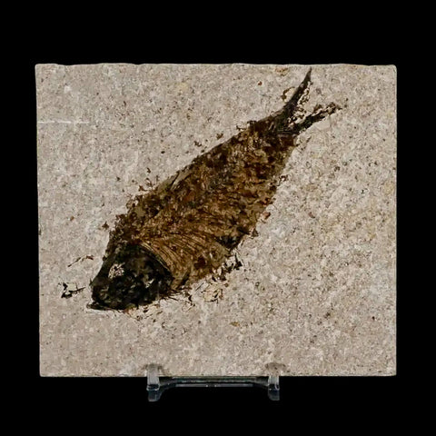 XL 4.2" Knightia Eocaena Fossil Fish Green River FM Wyoming Eocene Age COA & Stand - Fossil Age Minerals