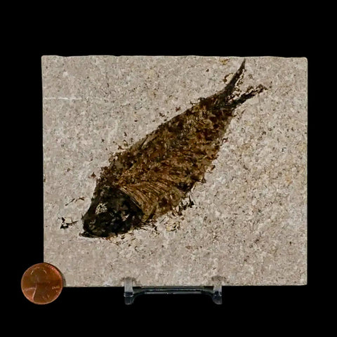 XL 4.2" Knightia Eocaena Fossil Fish Green River FM Wyoming Eocene Age COA & Stand - Fossil Age Minerals