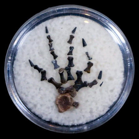 Captorhinus Aguti Foot Fossil Permian Age Reptile 299 Mil Years Old Display COA