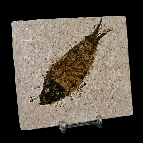 XL 4.2" Knightia Eocaena Fossil Fish Green River FM Wyoming Eocene Age COA & Stand - Fossil Age Minerals