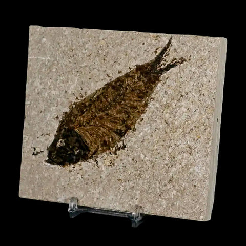 XL 4.2" Knightia Eocaena Fossil Fish Green River FM Wyoming Eocene Age COA & Stand - Fossil Age Minerals