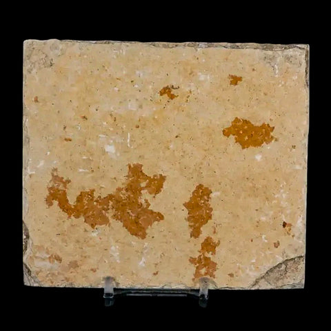 XL 4.2" Knightia Eocaena Fossil Fish Green River FM Wyoming Eocene Age COA & Stand - Fossil Age Minerals