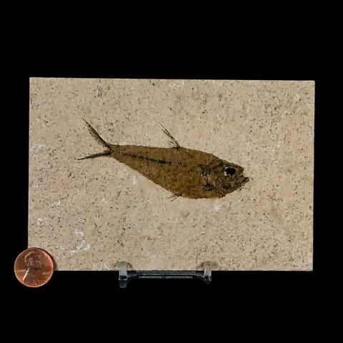 3.3" Diplomystus Dentatus Fossil Fish Green River FM WY Eocene Age COA, Stand - Fossil Age Minerals