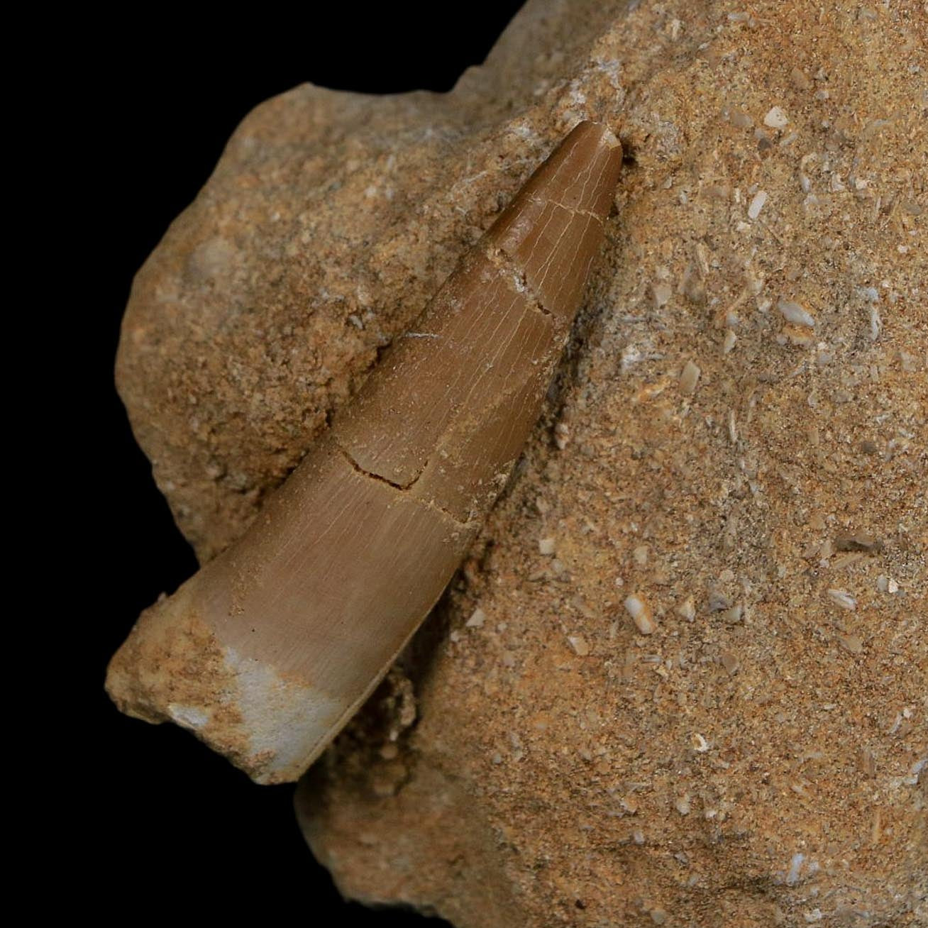 1.6" Plesiosaur Zarafasaura Tooth Fossil In Matrix Cretaceous Dinosaur Era COA