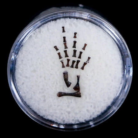 Microsaur Amphibian Complete Leg, Foot Fossil Permian Age Reptile COA Display