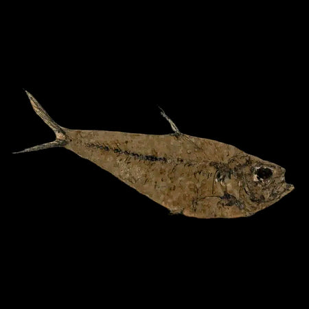3.3" Diplomystus Dentatus Fossil Fish Green River FM WY Eocene Age COA, Stand