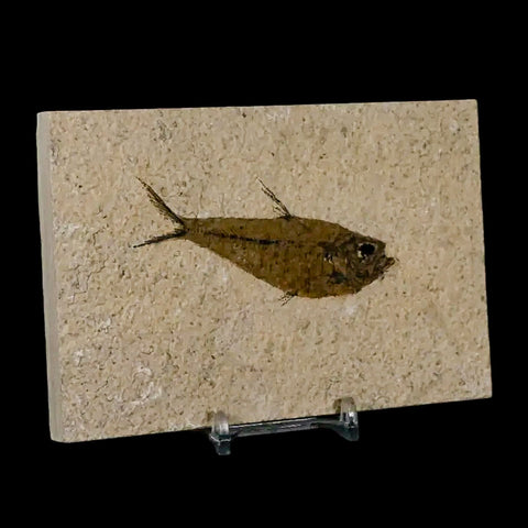 3.3" Diplomystus Dentatus Fossil Fish Green River FM WY Eocene Age COA, Stand - Fossil Age Minerals