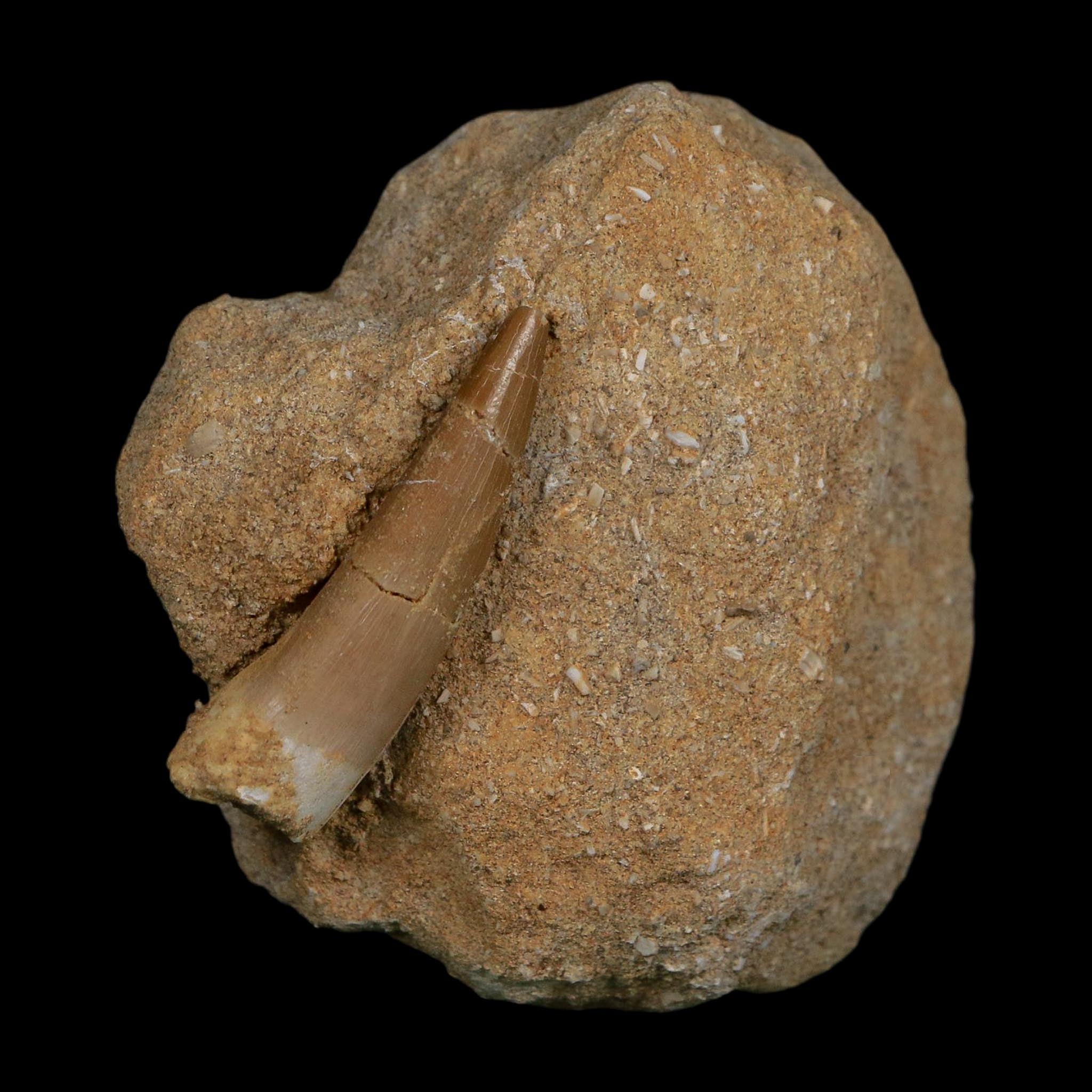1.6" Plesiosaur Zarafasaura Tooth Fossil In Matrix Cretaceous Dinosaur Era COA