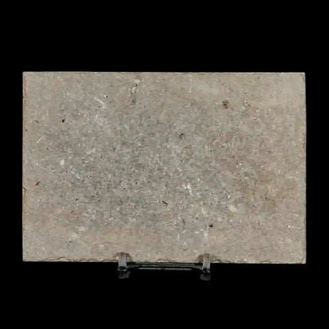 3.3" Diplomystus Dentatus Fossil Fish Green River FM WY Eocene Age COA, Stand - Fossil Age Minerals