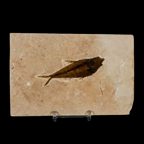 3.1" Diplomystus Dentatus Fossil Fish Green River FM WY Eocene Age COA, Stand - Fossil Age Minerals