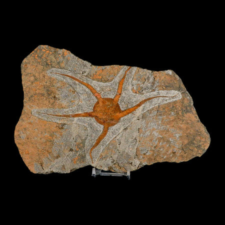 6.9" Brittlestar Ophiura Sp Starfish Fossil Ordovician Age Morocco COA & Stand