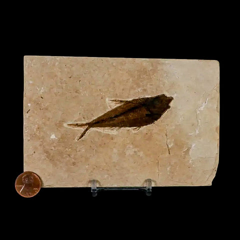 3.1" Diplomystus Dentatus Fossil Fish Green River FM WY Eocene Age COA, Stand - Fossil Age Minerals
