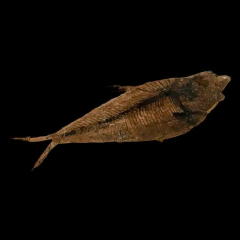 3.1" Diplomystus Dentatus Fossil Fish Green River FM WY Eocene Age COA, Stand - Fossil Age Minerals